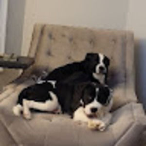 Meet your Posher, Marvin